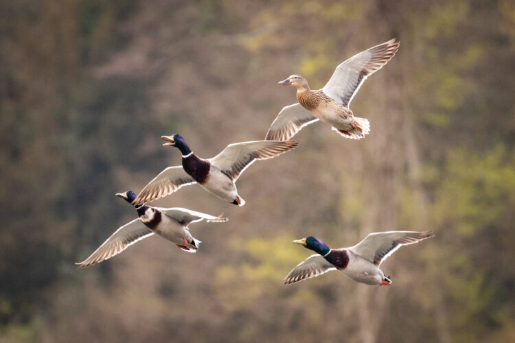 Dive Into Duck Hunting